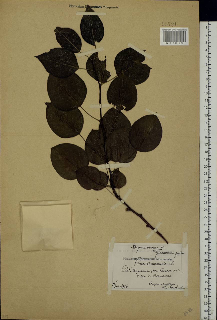 Pyrus communis L., Eastern Europe, Central forest-and-steppe region (E6) (Russia)