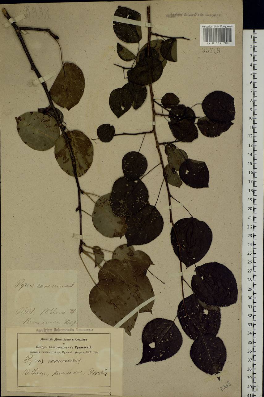 Pyrus communis L., Eastern Europe, Central forest-and-steppe region (E6) (Russia)