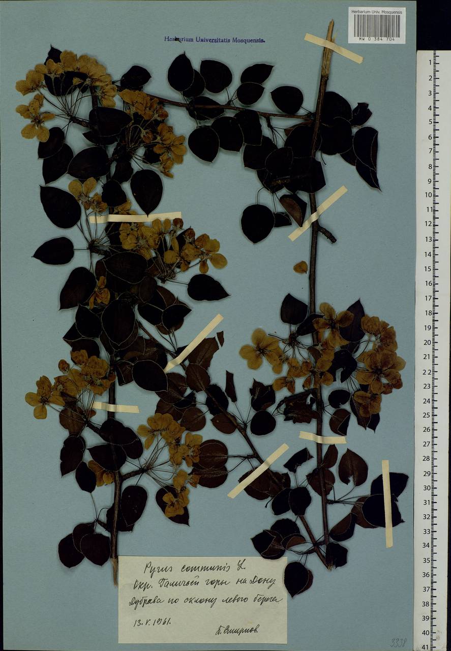 Pyrus communis L., Eastern Europe, Central forest-and-steppe region (E6) (Russia)