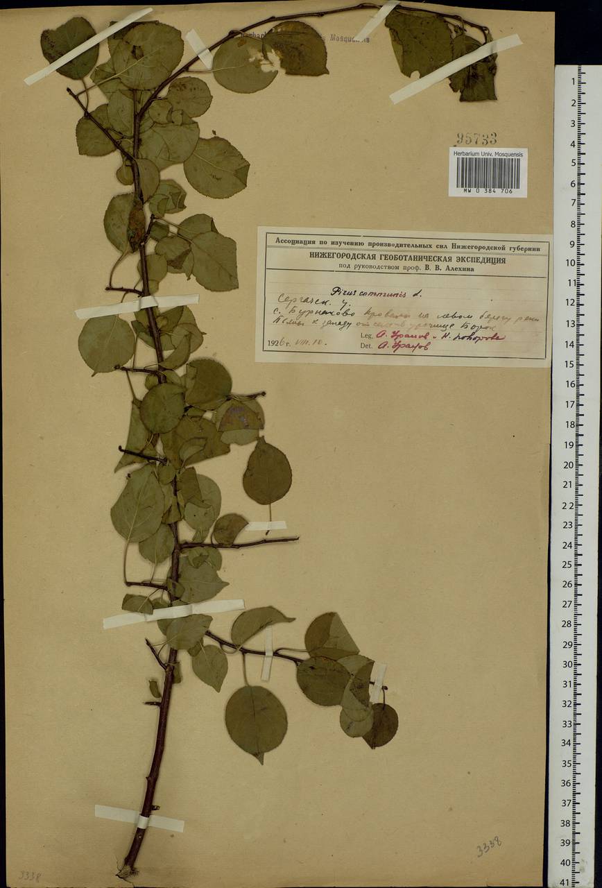Pyrus communis L., Eastern Europe, Volga-Kama region (E7) (Russia)