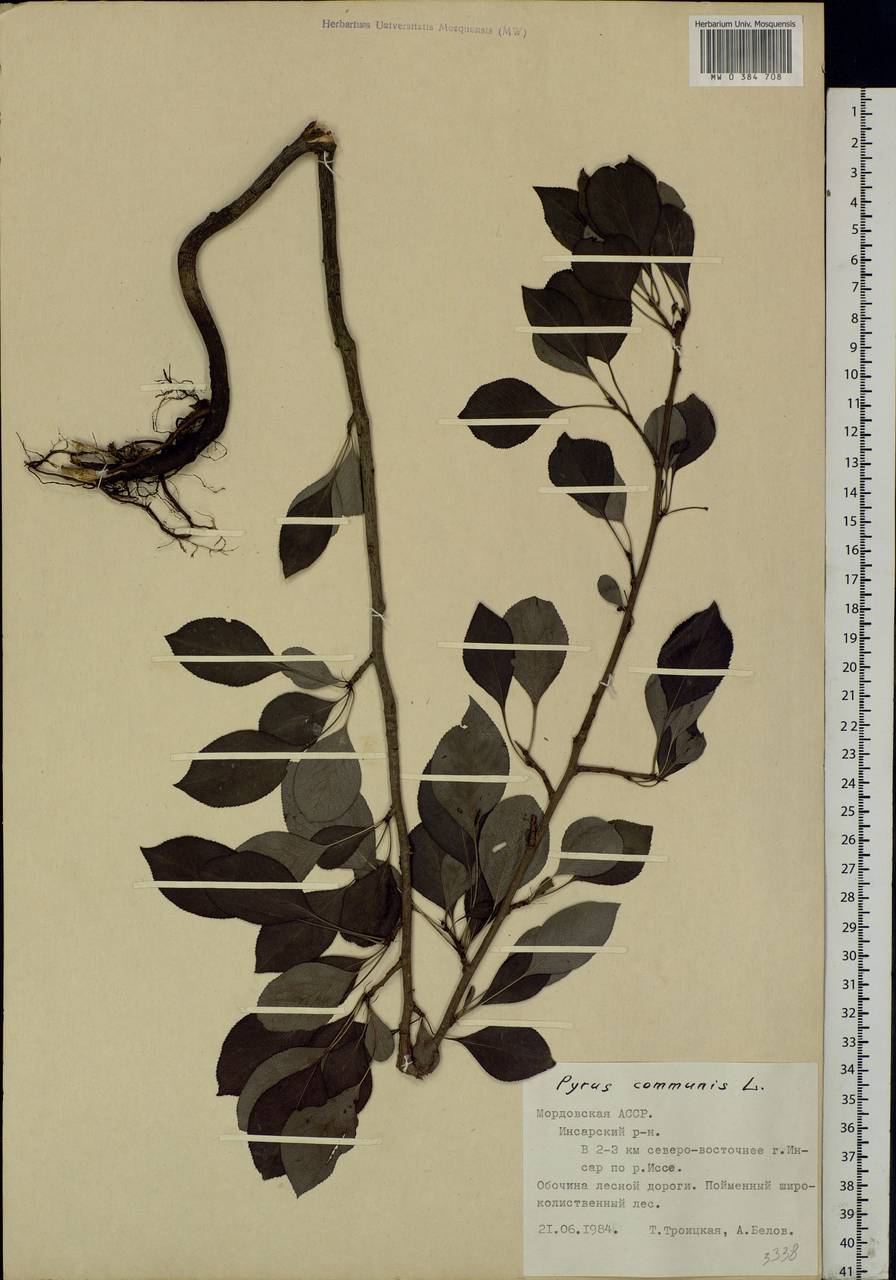 Pyrus communis L., Eastern Europe, Middle Volga region (E8) (Russia)