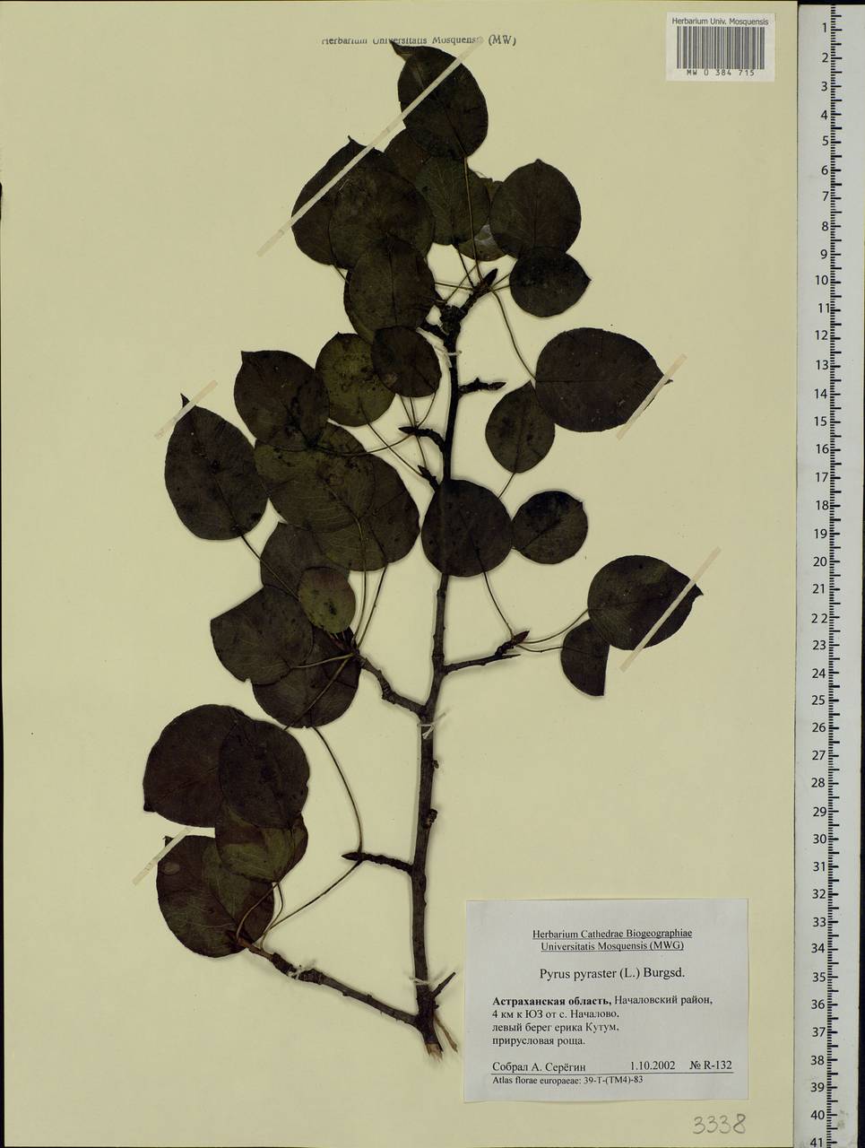 Pyrus communis L., Eastern Europe, Lower Volga region (E9) (Russia)