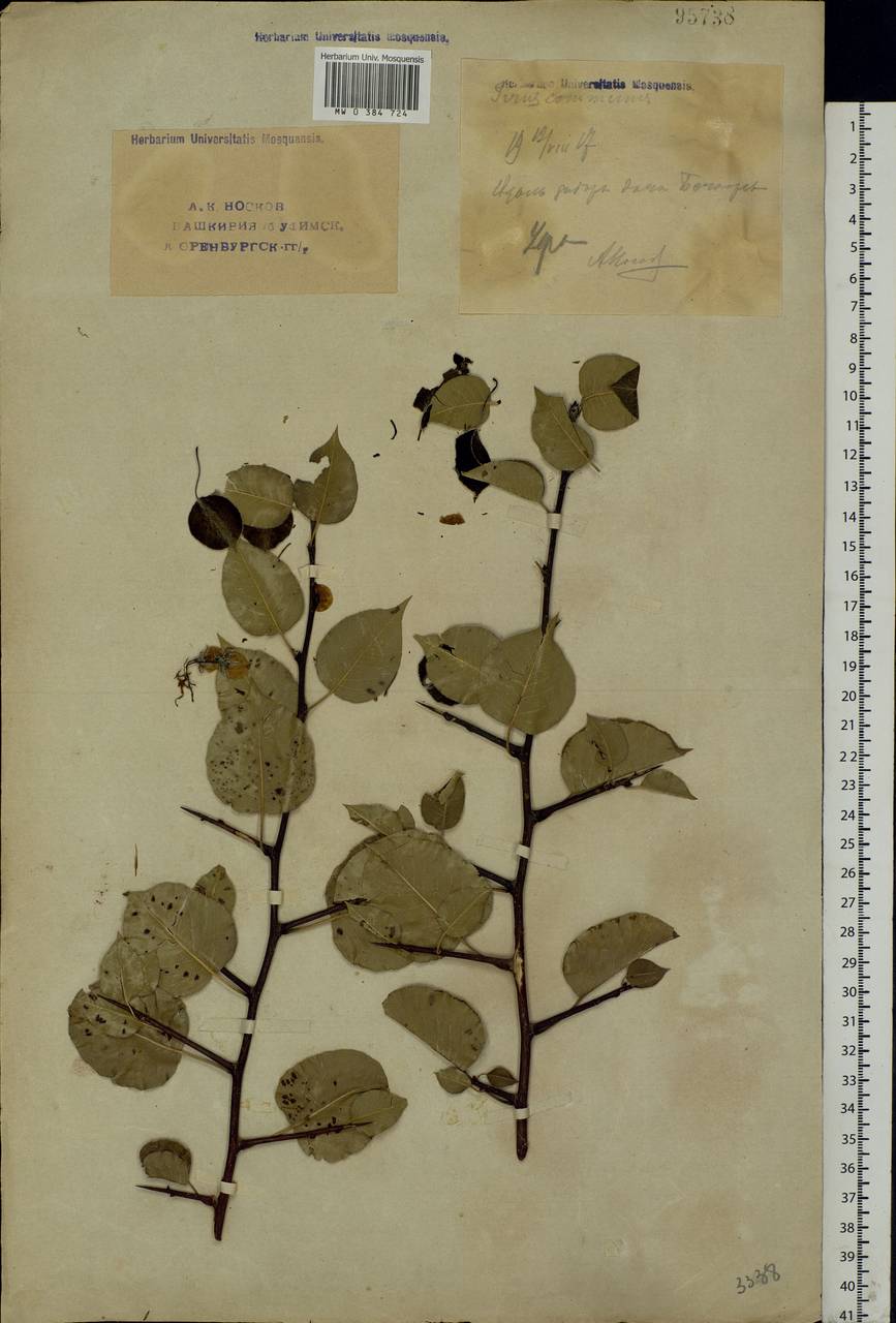Pyrus communis L., Eastern Europe, Eastern region (E10) (Russia)