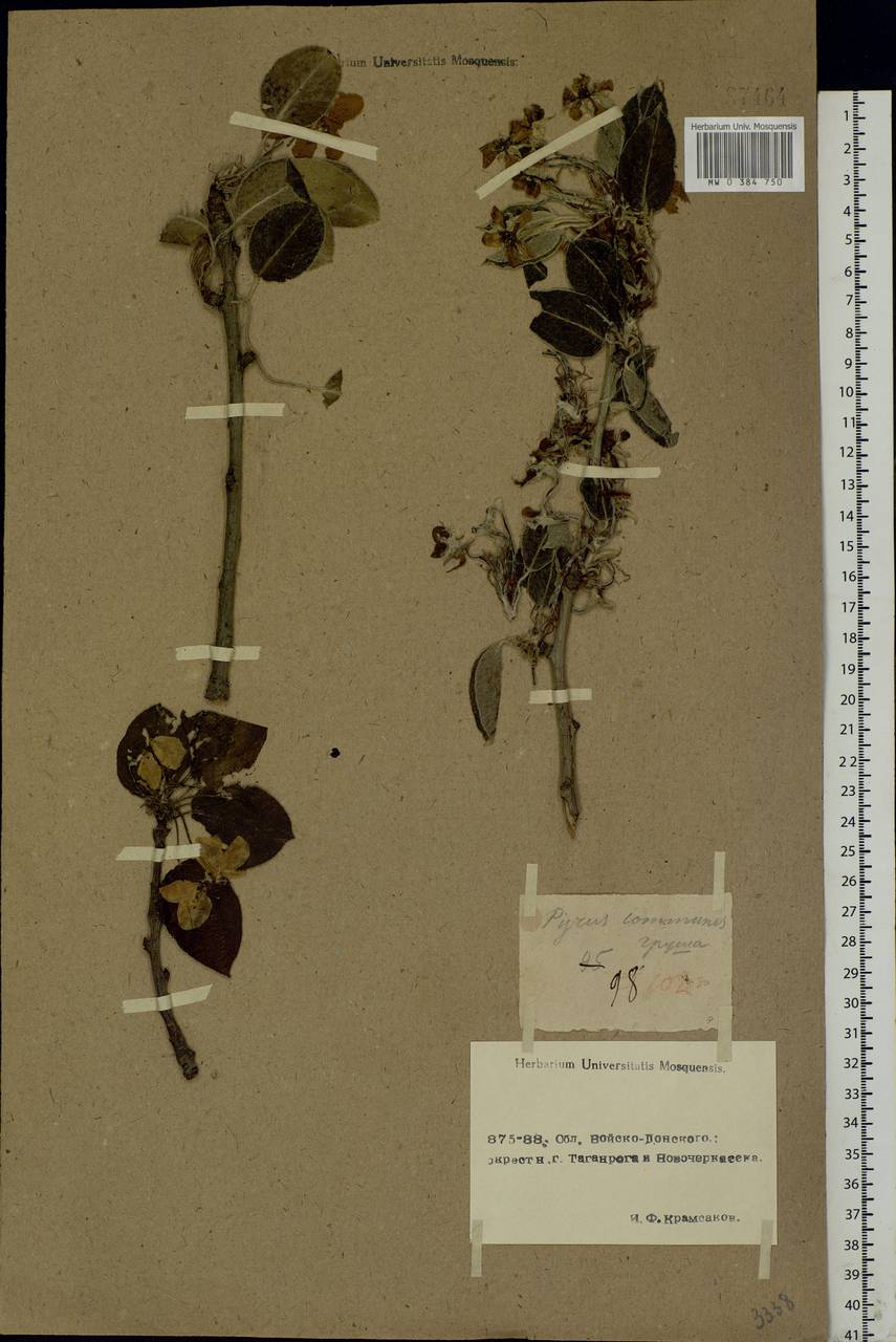Pyrus communis L., Eastern Europe, Rostov Oblast (E12a) (Russia)