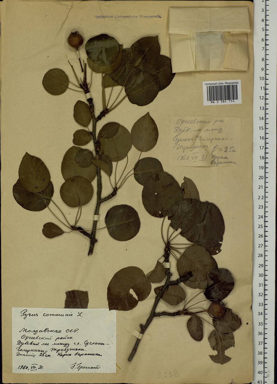 Pyrus communis L., Eastern Europe, Moldova (E13a) (Moldova)