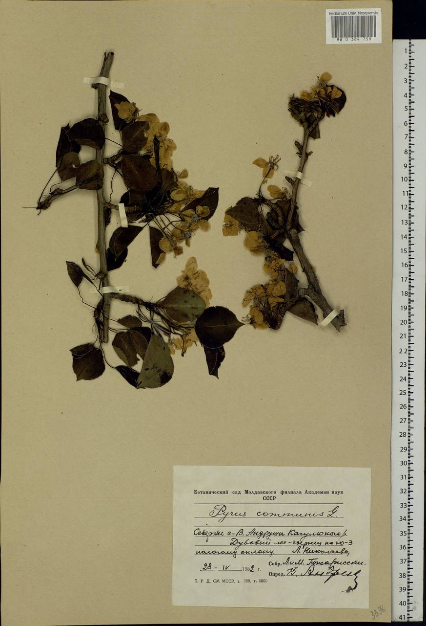 Pyrus communis L., Eastern Europe, Moldova (E13a) (Moldova)