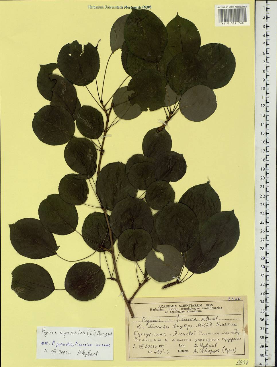 Pyrus pyraster (L.) Burgsd., Eastern Europe, Moscow region (E4a) (Russia)