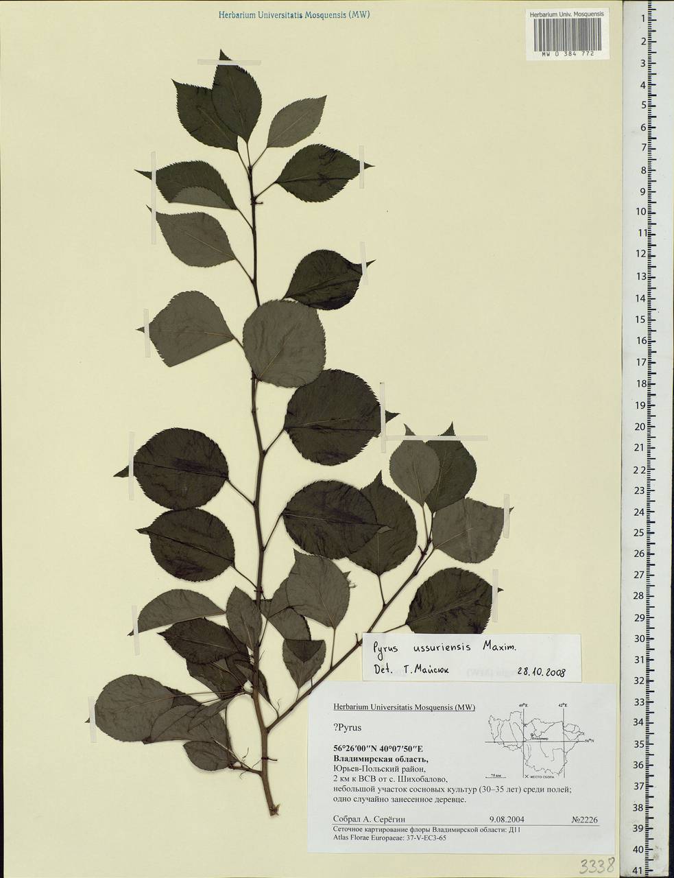 Pyrus ussuriensis Maxim., Eastern Europe, Central region (E4) (Russia)