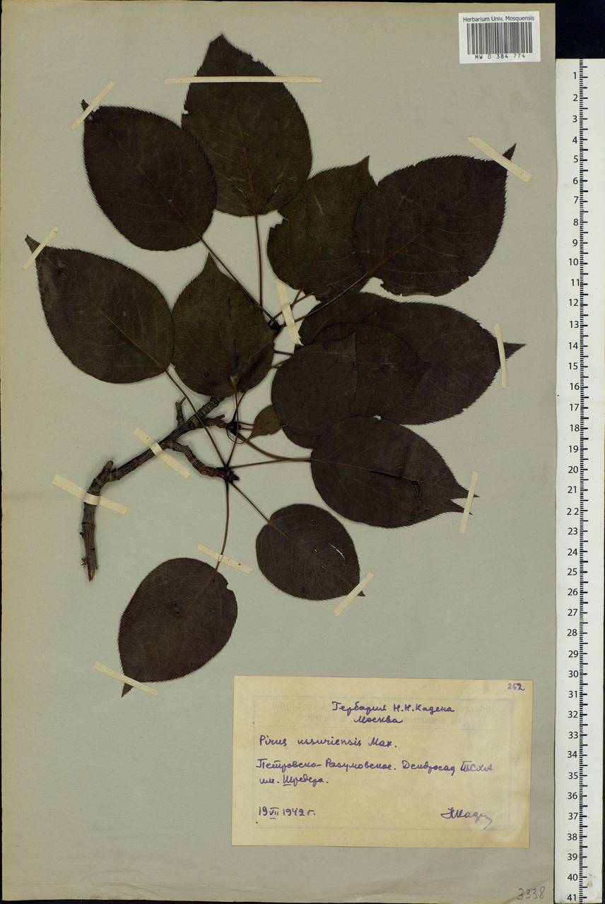 Pyrus ussuriensis Maxim., Eastern Europe, Moscow region (E4a) (Russia)