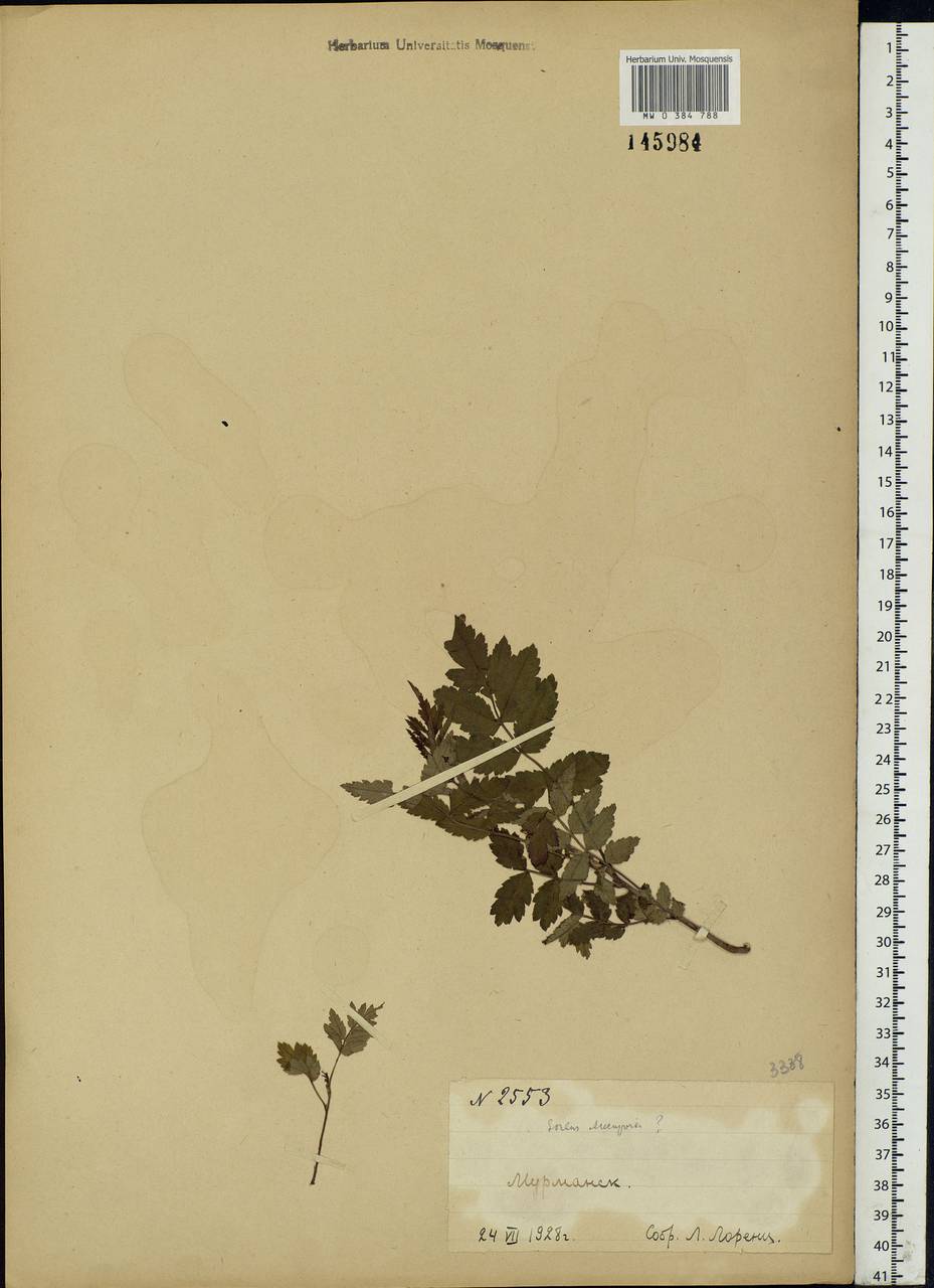 Sorbus aucuparia L., Eastern Europe, Northern region (E1) (Russia)