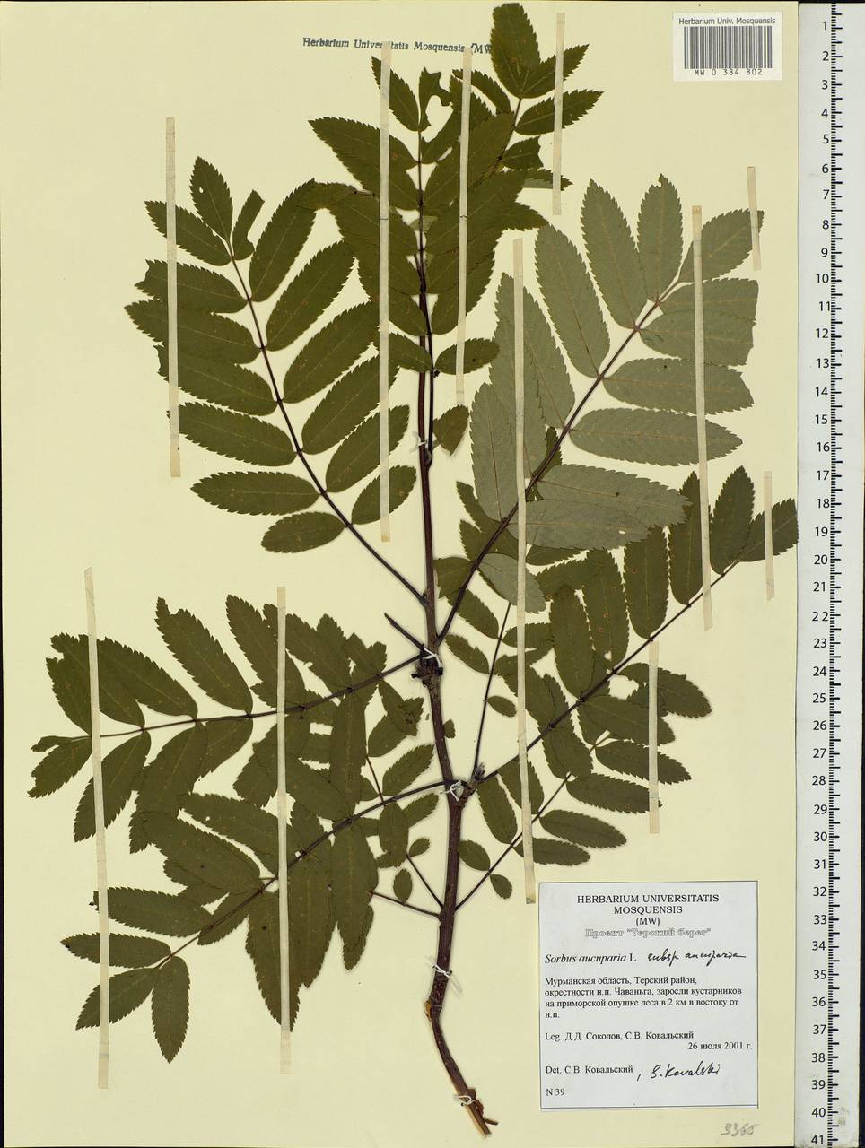 Sorbus aucuparia L., Eastern Europe, Northern region (E1) (Russia)