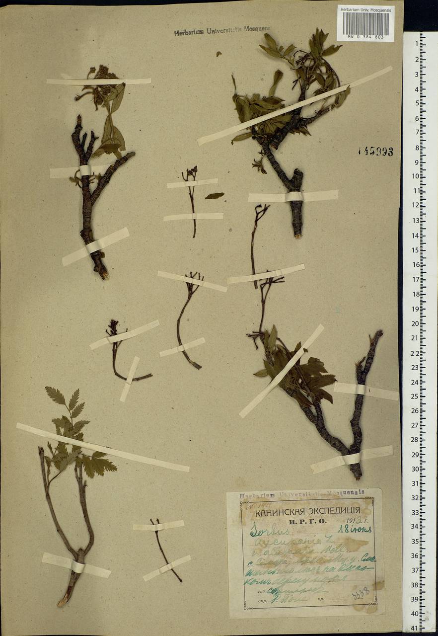 Sorbus aucuparia L., Eastern Europe, Northern region (E1) (Russia)