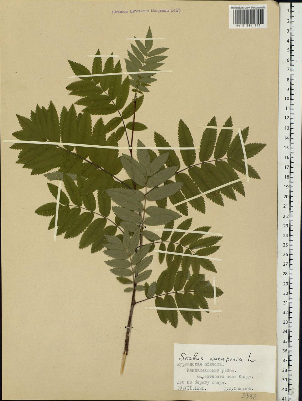 Sorbus aucuparia L., Eastern Europe, Northern region (E1) (Russia)