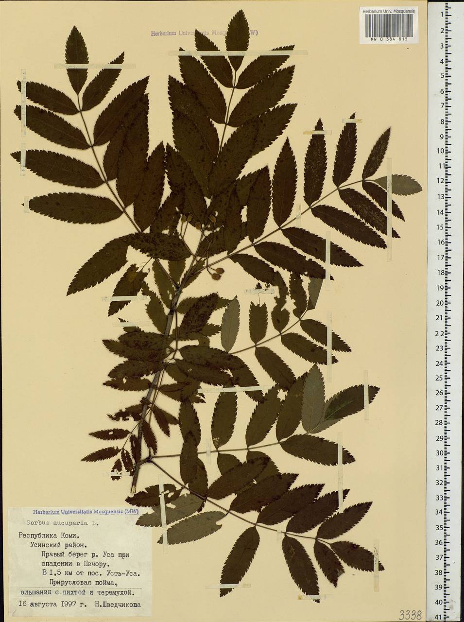 Sorbus aucuparia L., Eastern Europe, Northern region (E1) (Russia)