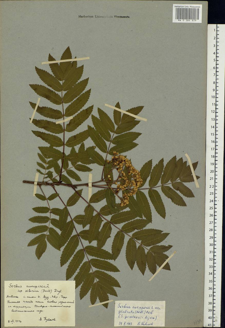 Sorbus aucuparia L., Eastern Europe, Northern region (E1) (Russia)