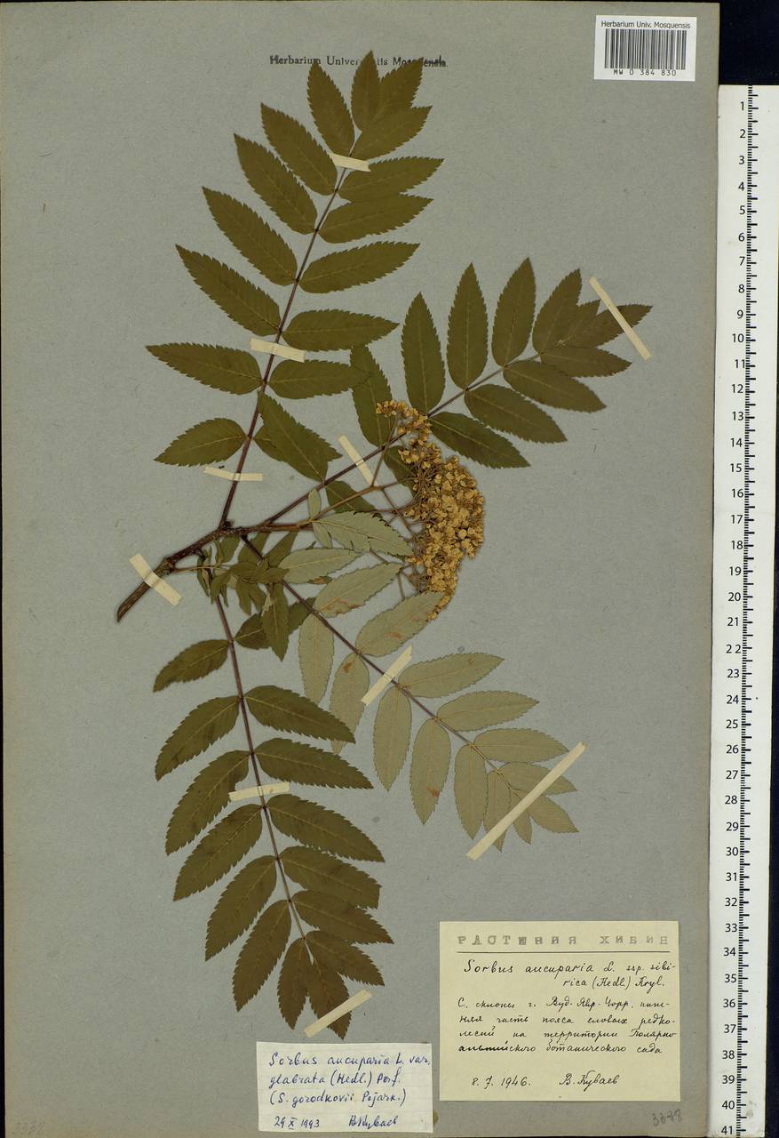 Sorbus aucuparia L., Eastern Europe, Northern region (E1) (Russia)