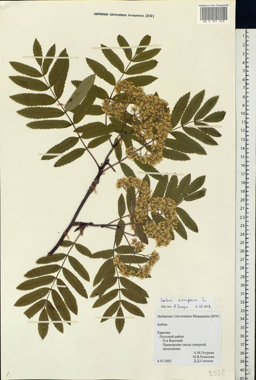 Sorbus aucuparia L., Eastern Europe, Northern region (E1) (Russia)
