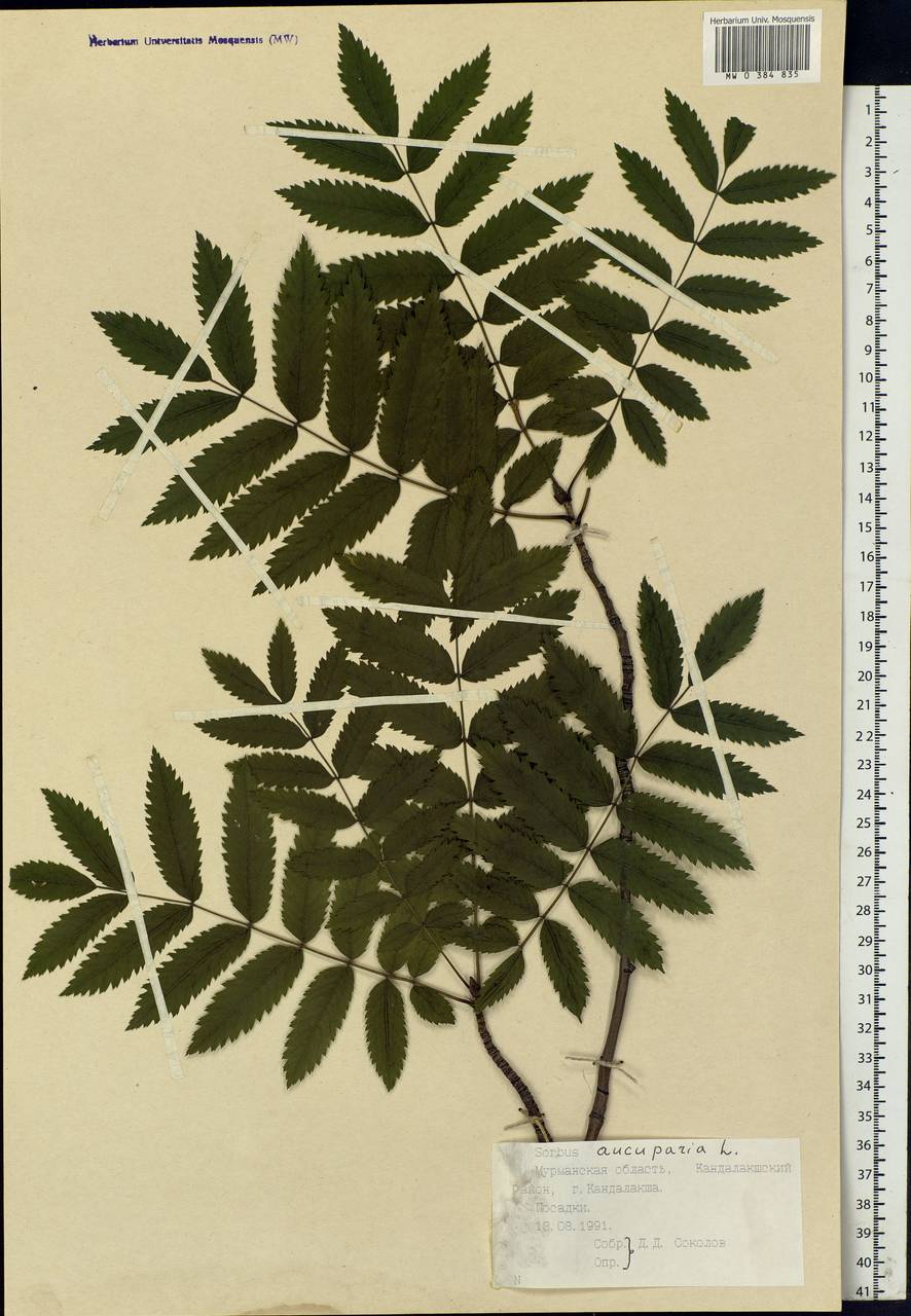 Sorbus aucuparia L., Eastern Europe, Northern region (E1) (Russia)