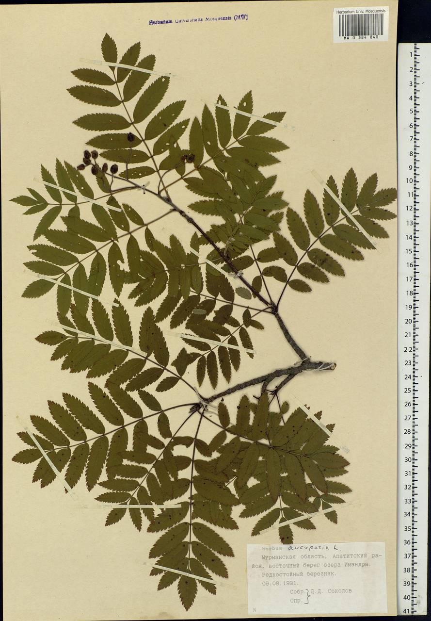 Sorbus aucuparia L., Eastern Europe, Northern region (E1) (Russia)