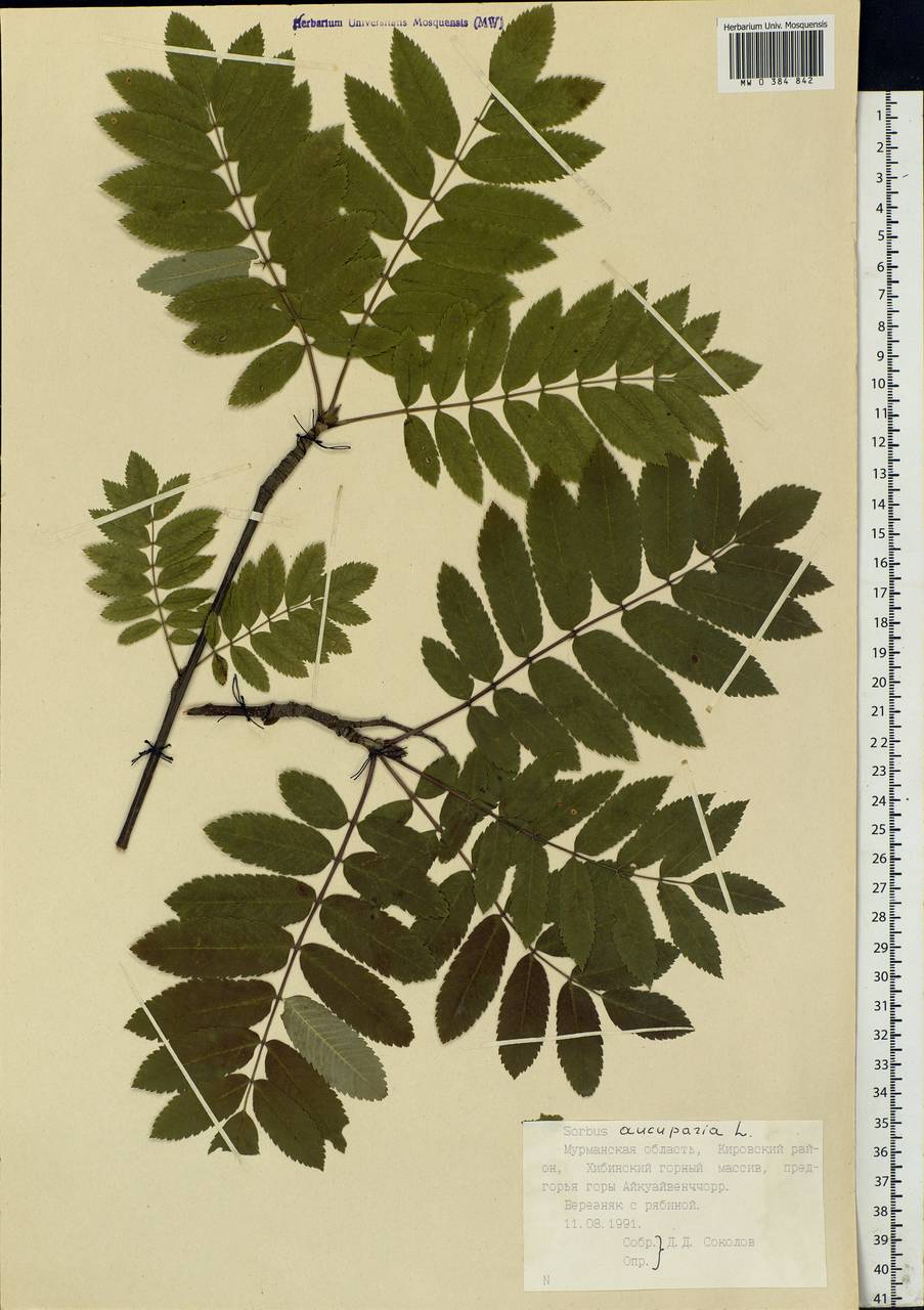 Sorbus aucuparia L., Eastern Europe, Northern region (E1) (Russia)