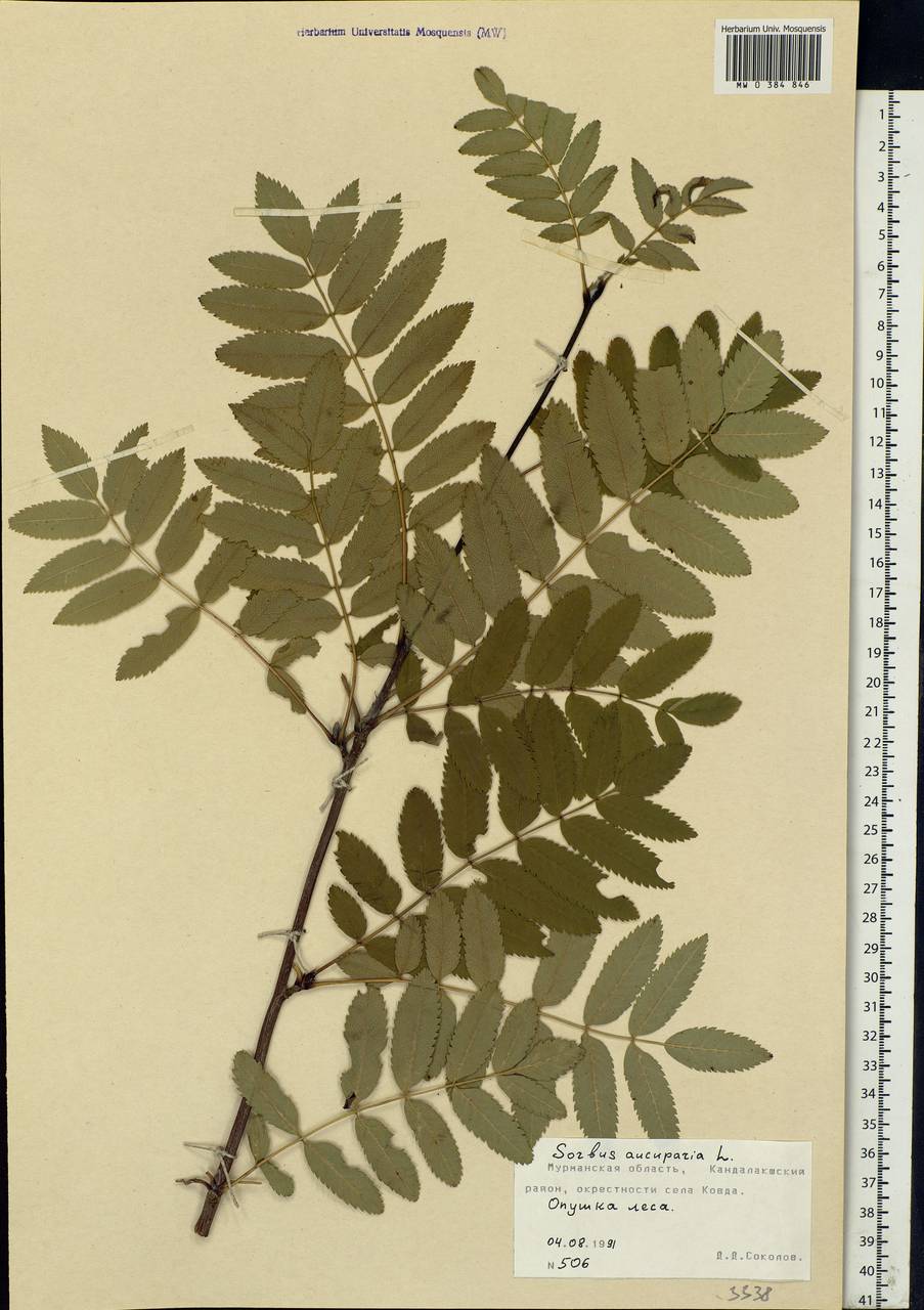 Sorbus aucuparia L., Eastern Europe, Northern region (E1) (Russia)