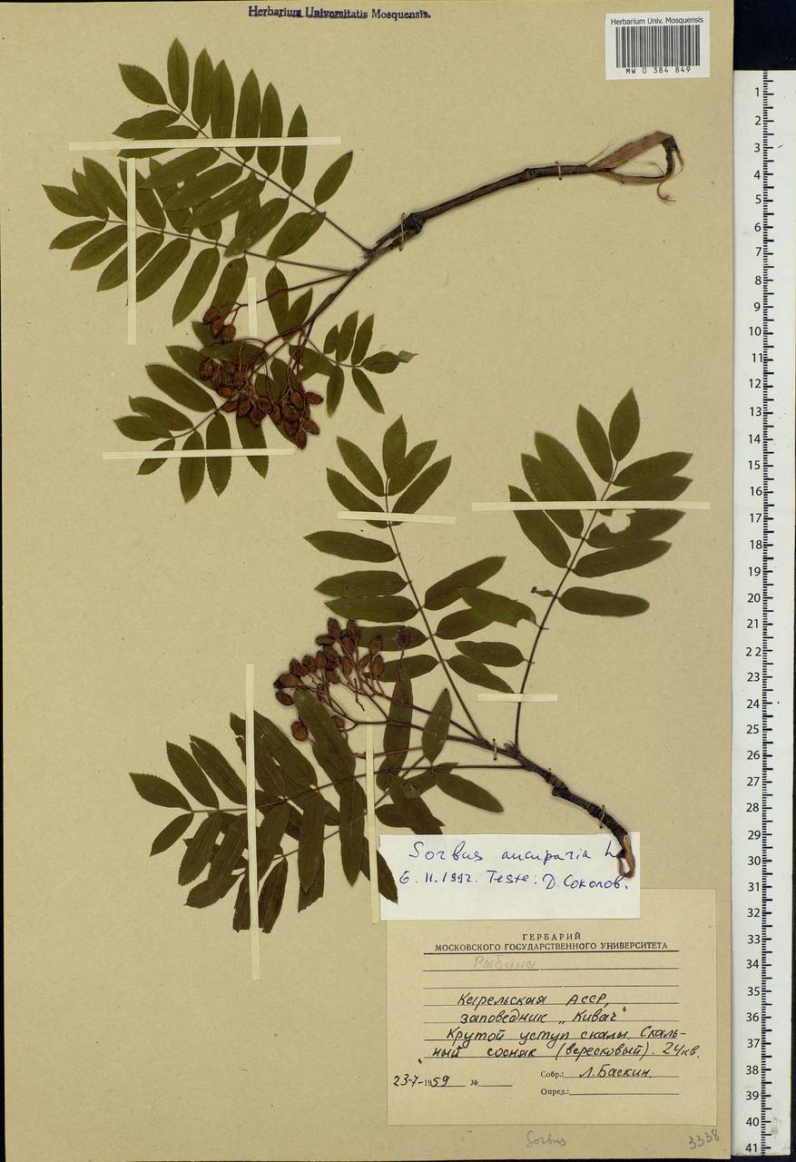 Sorbus aucuparia L., Eastern Europe, Northern region (E1) (Russia)