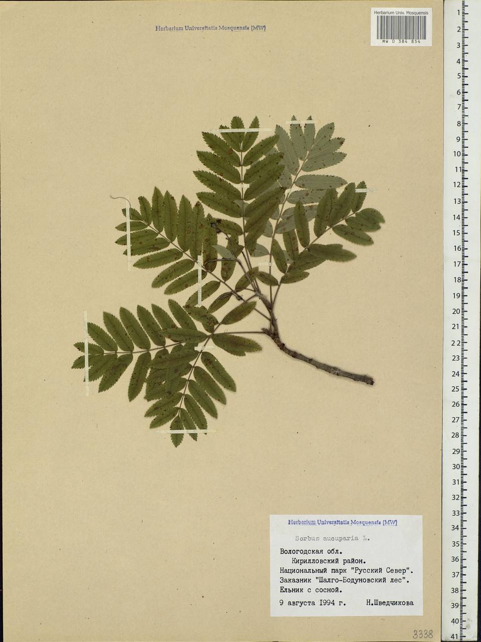Sorbus aucuparia L., Eastern Europe, Northern region (E1) (Russia)