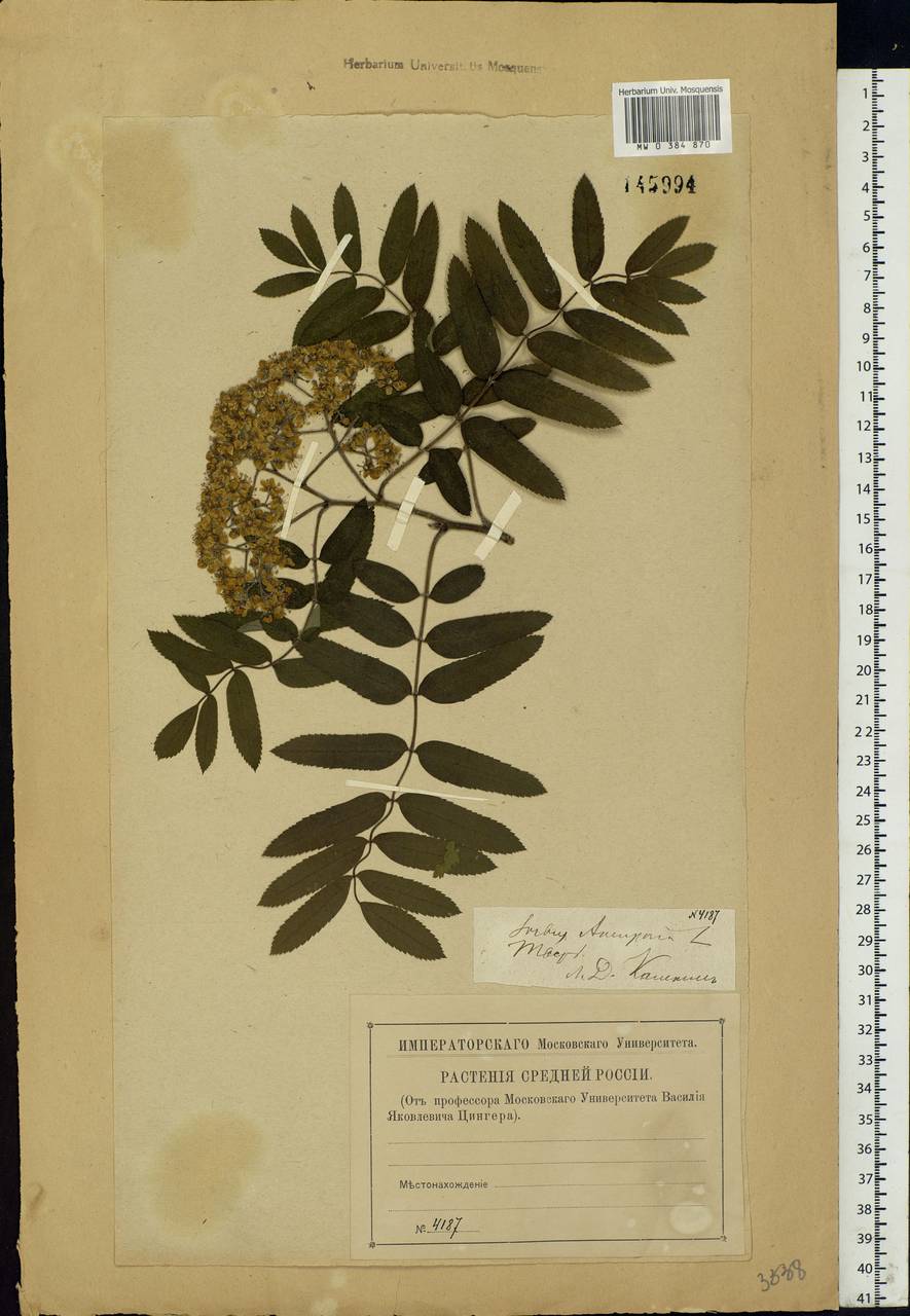 Sorbus aucuparia L., Eastern Europe, North-Western region (E2) (Russia)