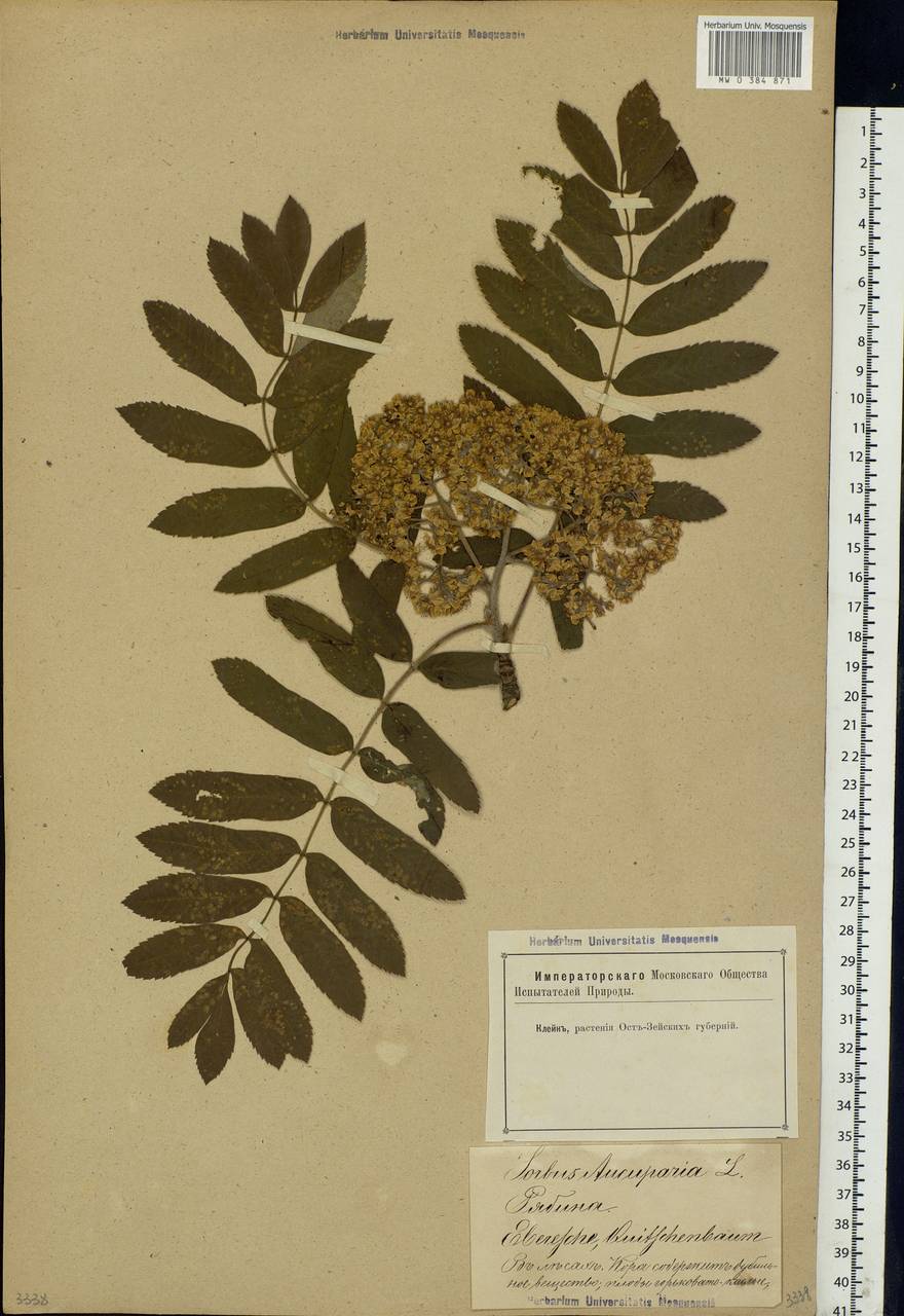 Sorbus aucuparia L., Eastern Europe, Latvia (E2b) (Latvia)