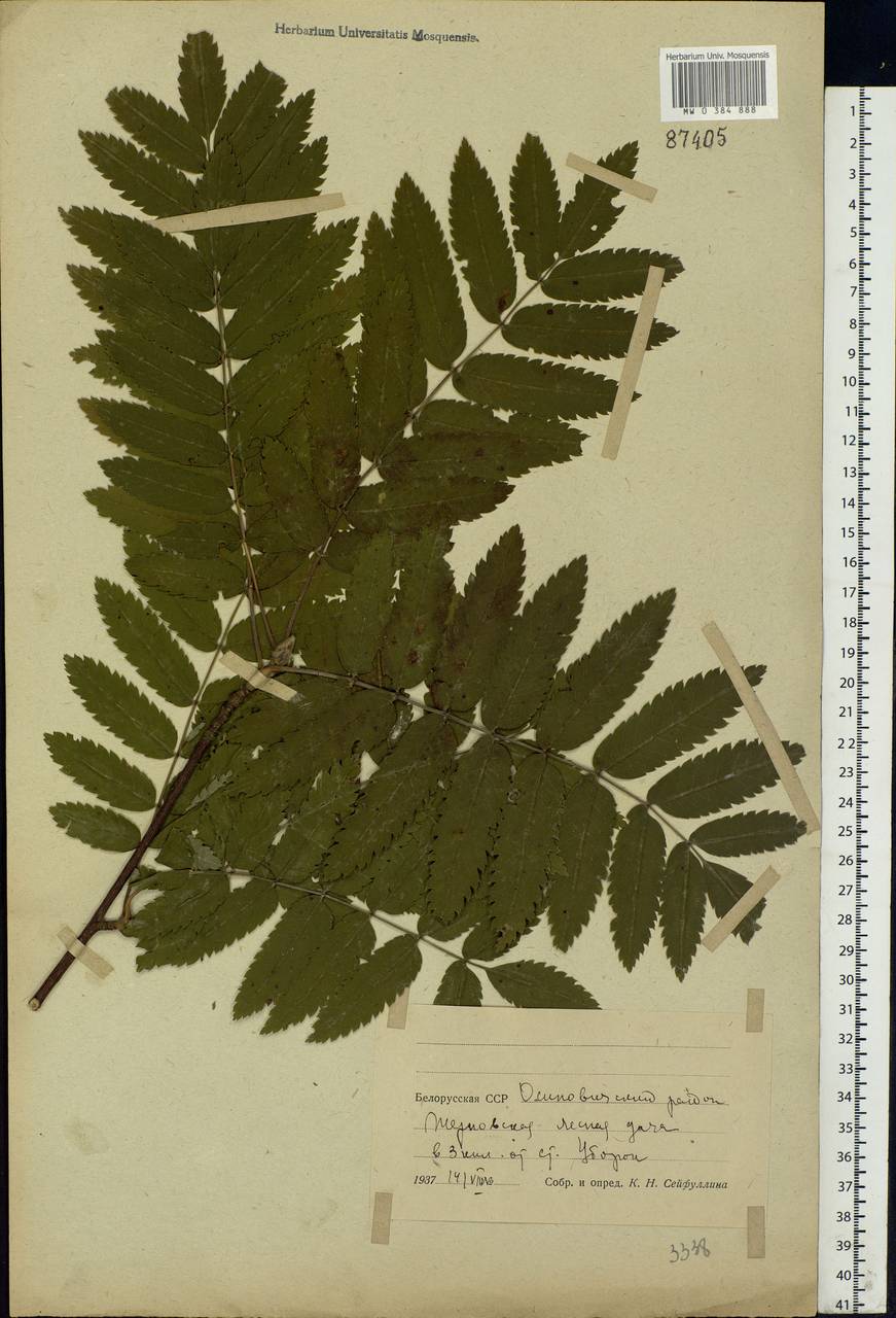 Sorbus aucuparia L., Eastern Europe, Belarus (E3a) (Belarus)