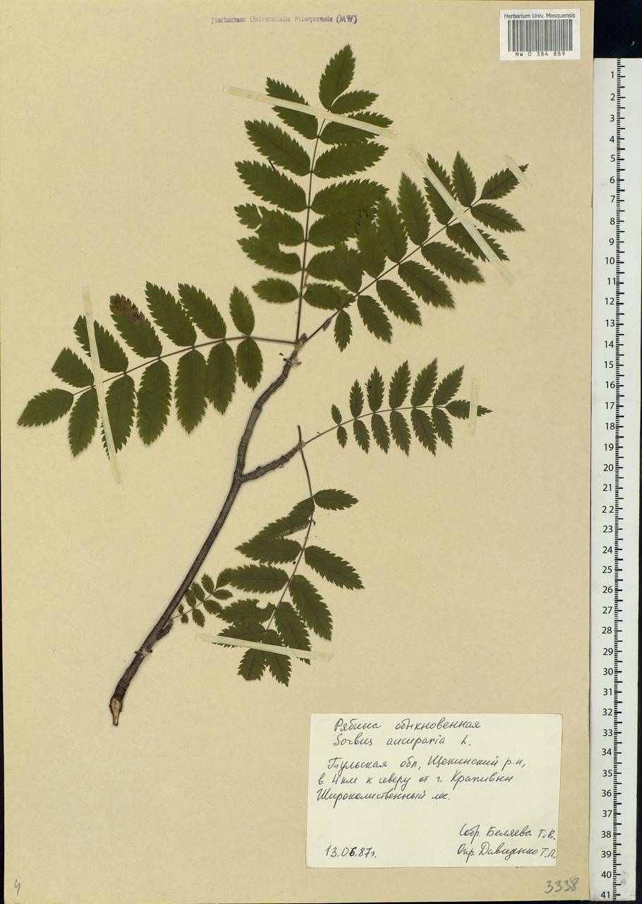 Sorbus aucuparia L., Eastern Europe, Central region (E4) (Russia)