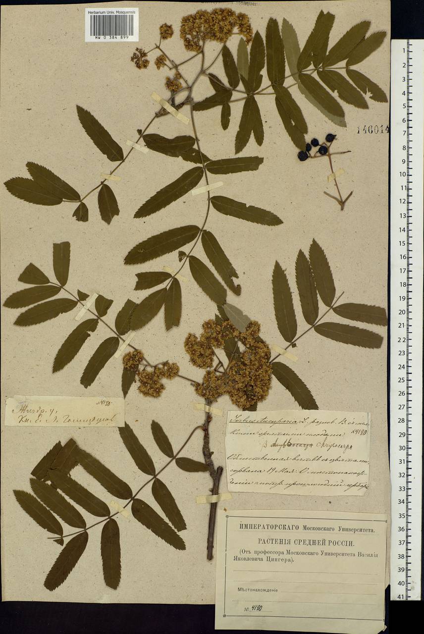 Sorbus aucuparia L., Eastern Europe, Central region (E4) (Russia)
