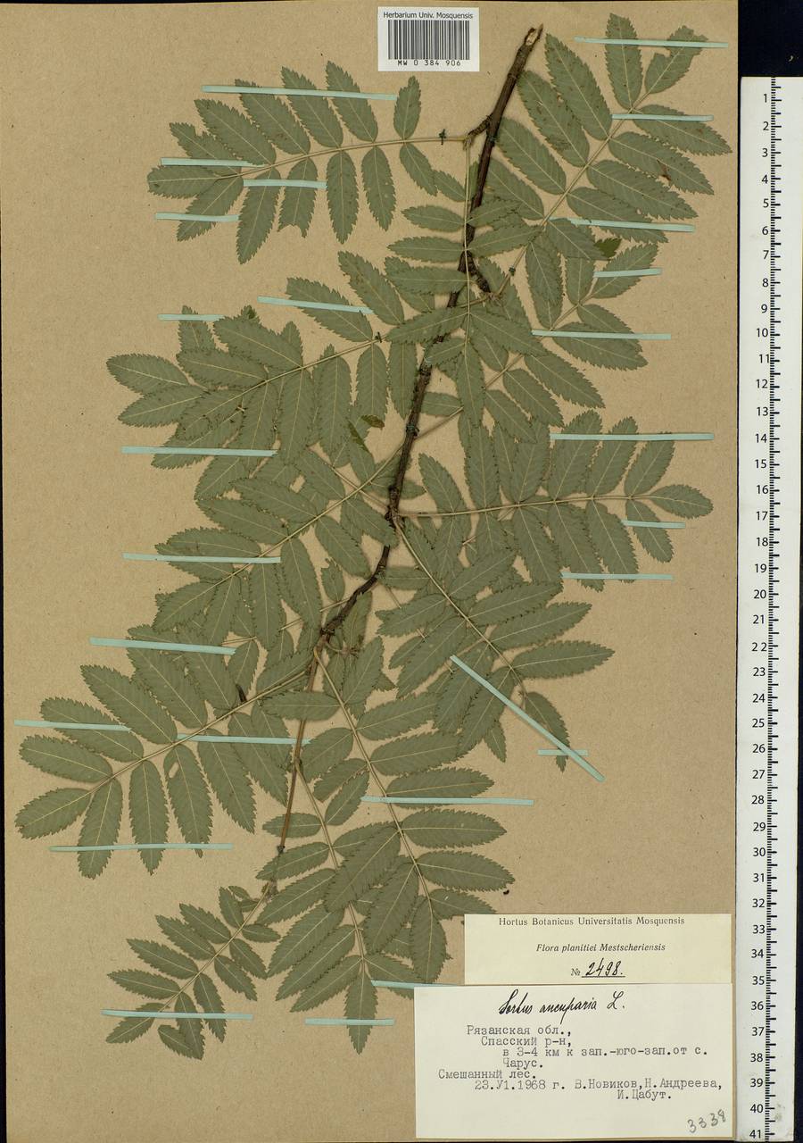 Sorbus aucuparia L., Eastern Europe, Central region (E4) (Russia)
