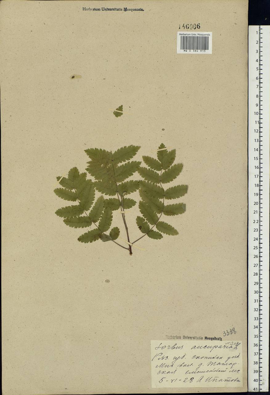 Sorbus aucuparia L., Eastern Europe, Central region (E4) (Russia)