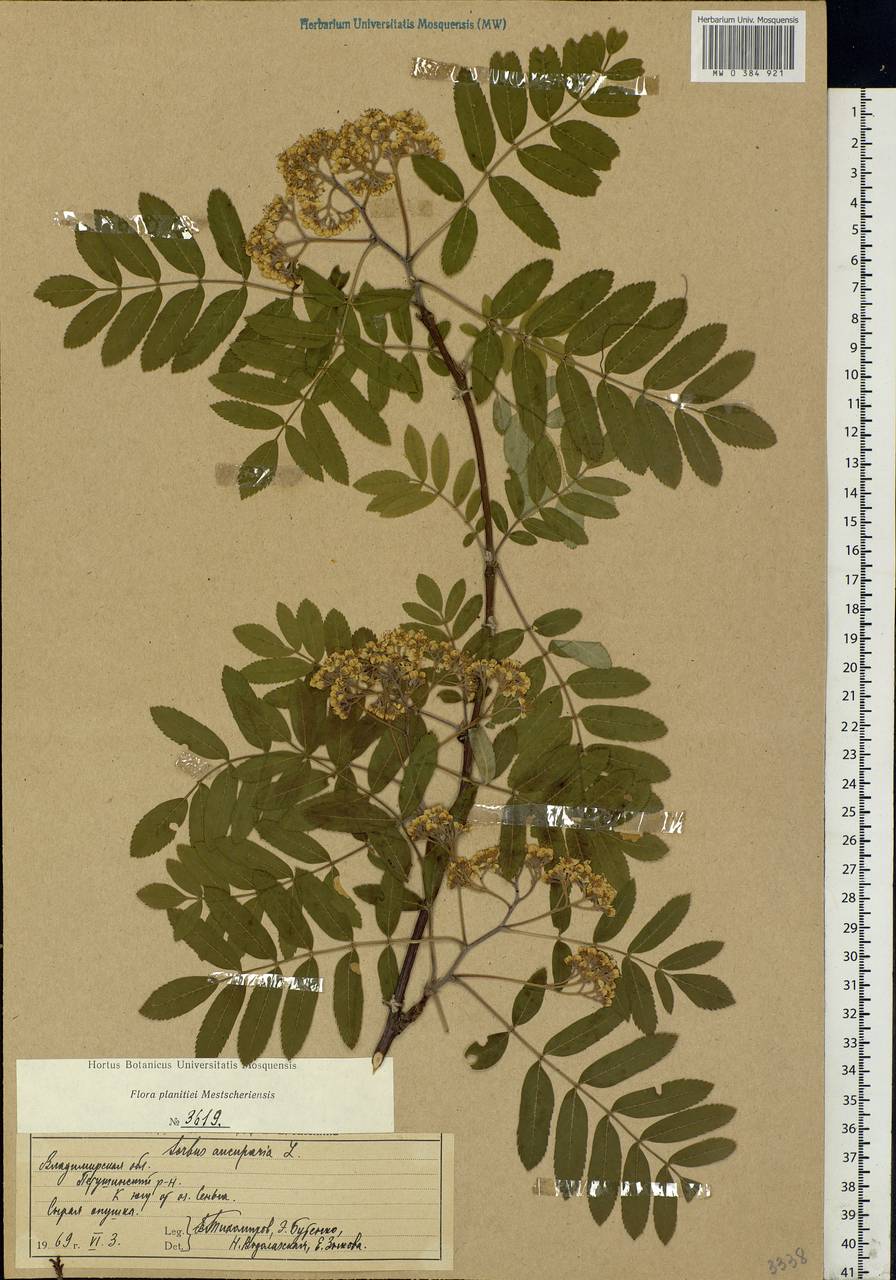 Sorbus aucuparia L., Eastern Europe, Central region (E4) (Russia)