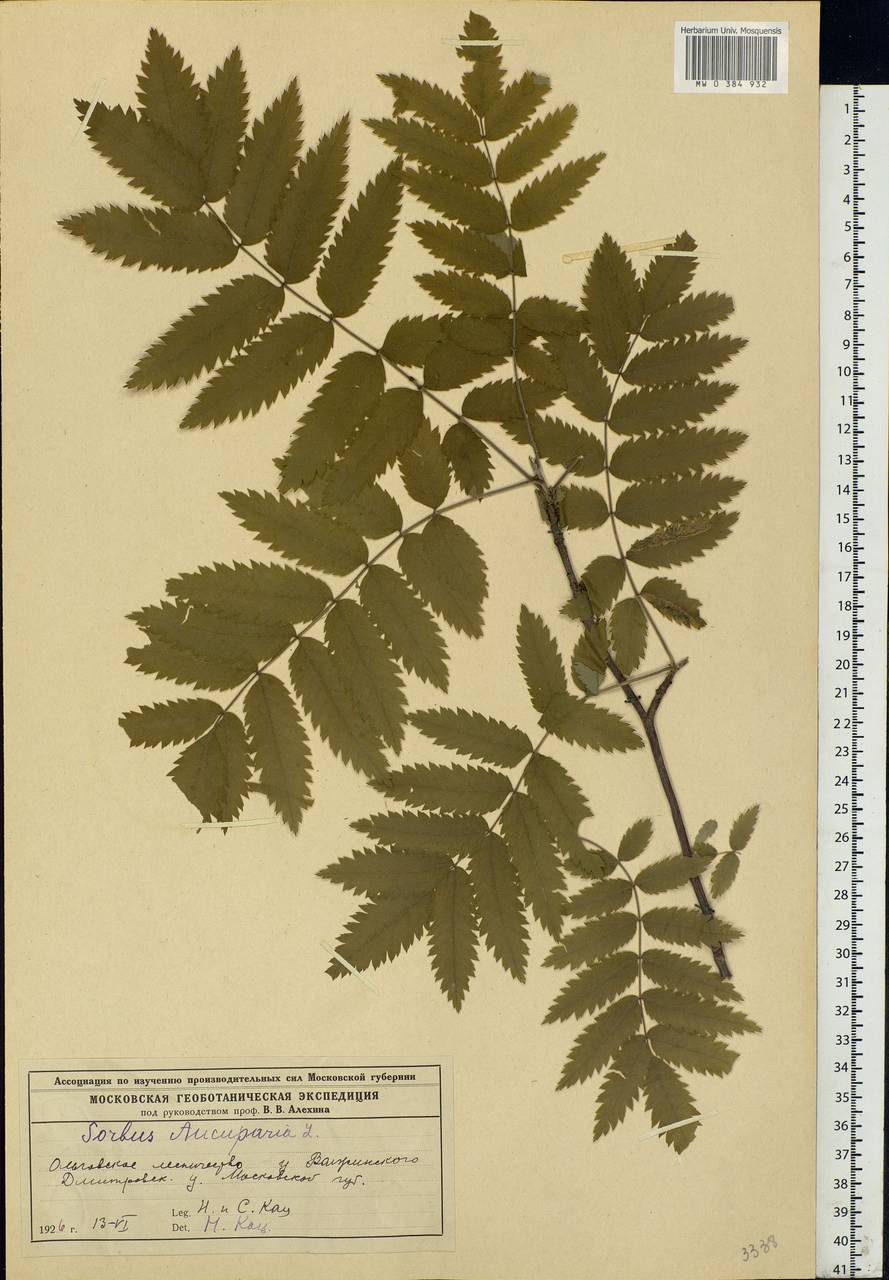 Sorbus aucuparia L., Eastern Europe, Moscow region (E4a) (Russia)