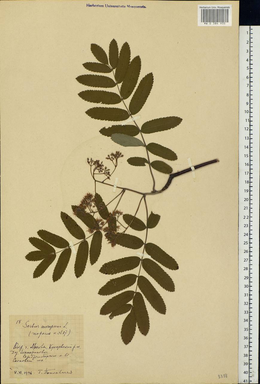 Sorbus aucuparia L., Eastern Europe, Moscow region (E4a) (Russia)