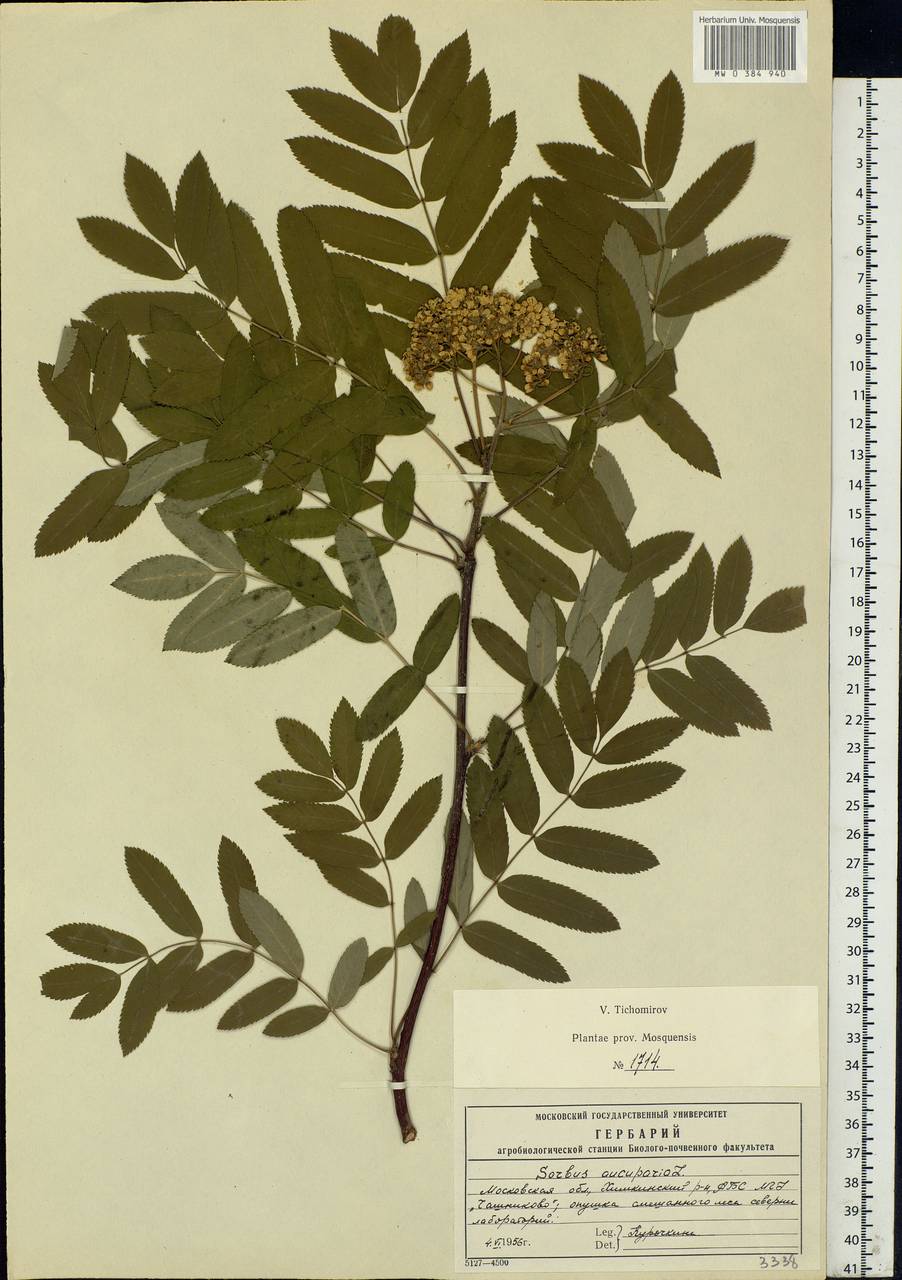 Sorbus aucuparia L., Eastern Europe, Moscow region (E4a) (Russia)