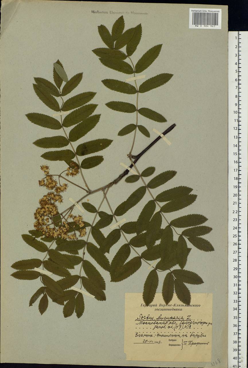 Sorbus aucuparia L., Eastern Europe, Moscow region (E4a) (Russia)