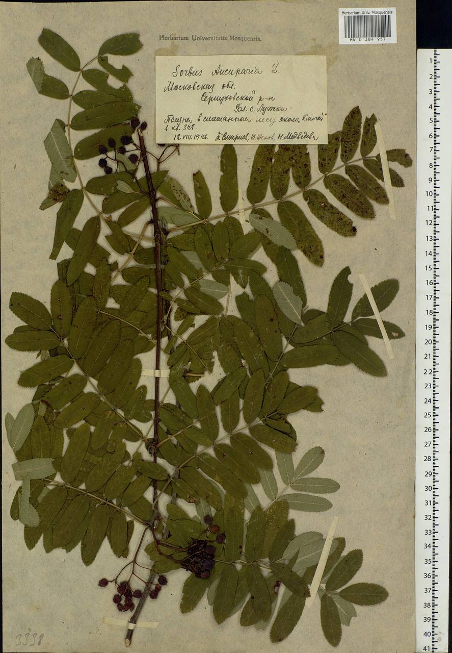 Sorbus aucuparia L., Eastern Europe, Moscow region (E4a) (Russia)