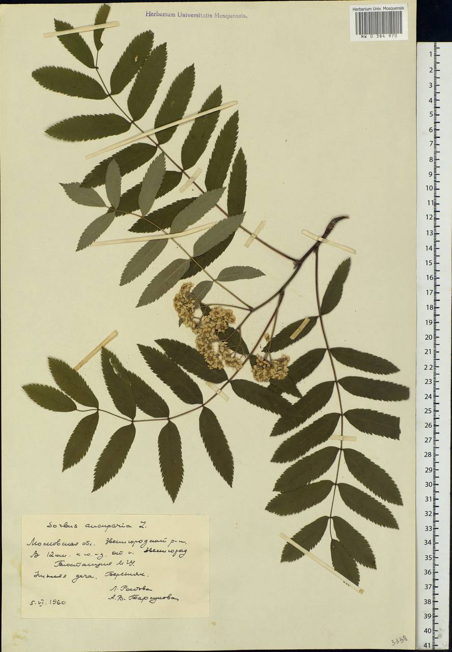 Sorbus aucuparia L., Eastern Europe, Moscow region (E4a) (Russia)