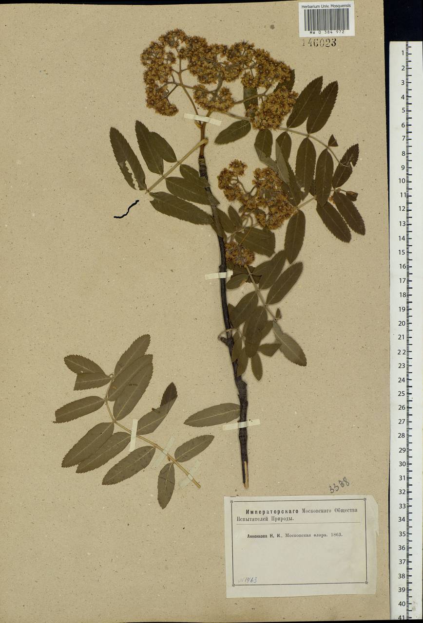 Sorbus aucuparia L., Eastern Europe, Moscow region (E4a) (Russia)
