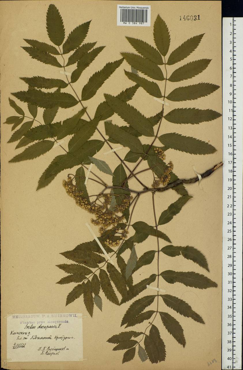 Sorbus aucuparia L., Eastern Europe, Moscow region (E4a) (Russia)