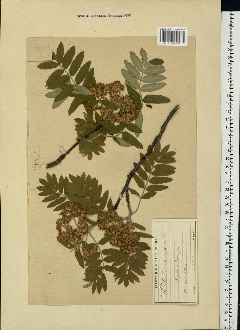 Sorbus aucuparia L., Eastern Europe, Moscow region (E4a) (Russia)