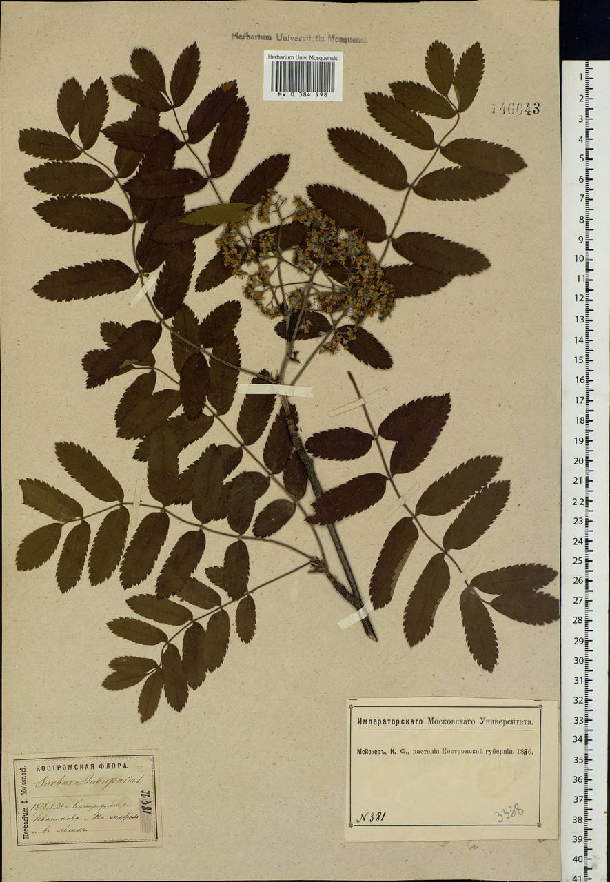 Sorbus aucuparia L., Eastern Europe, Central forest region (E5) (Russia)