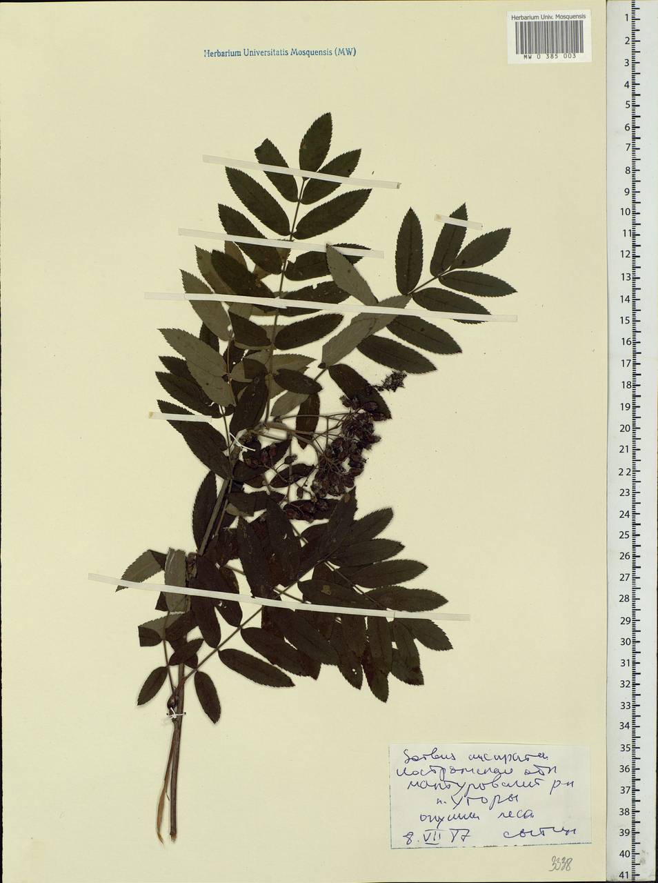 Sorbus aucuparia L., Eastern Europe, Central forest region (E5) (Russia)