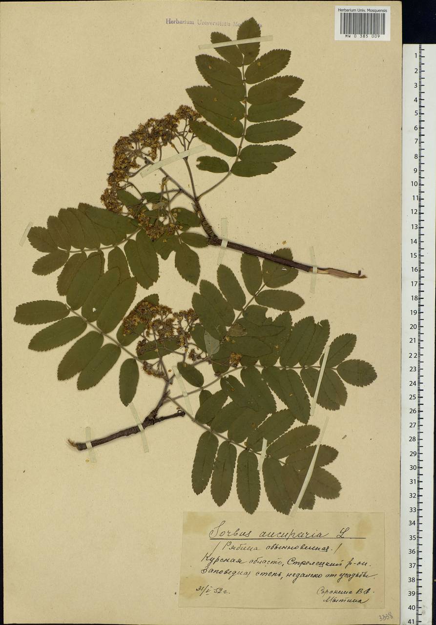Sorbus aucuparia L., Eastern Europe, Central forest-and-steppe region (E6) (Russia)