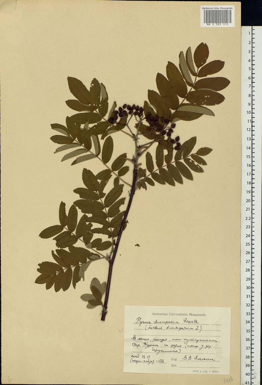 Sorbus aucuparia L., Eastern Europe, Central forest-and-steppe region (E6) (Russia)