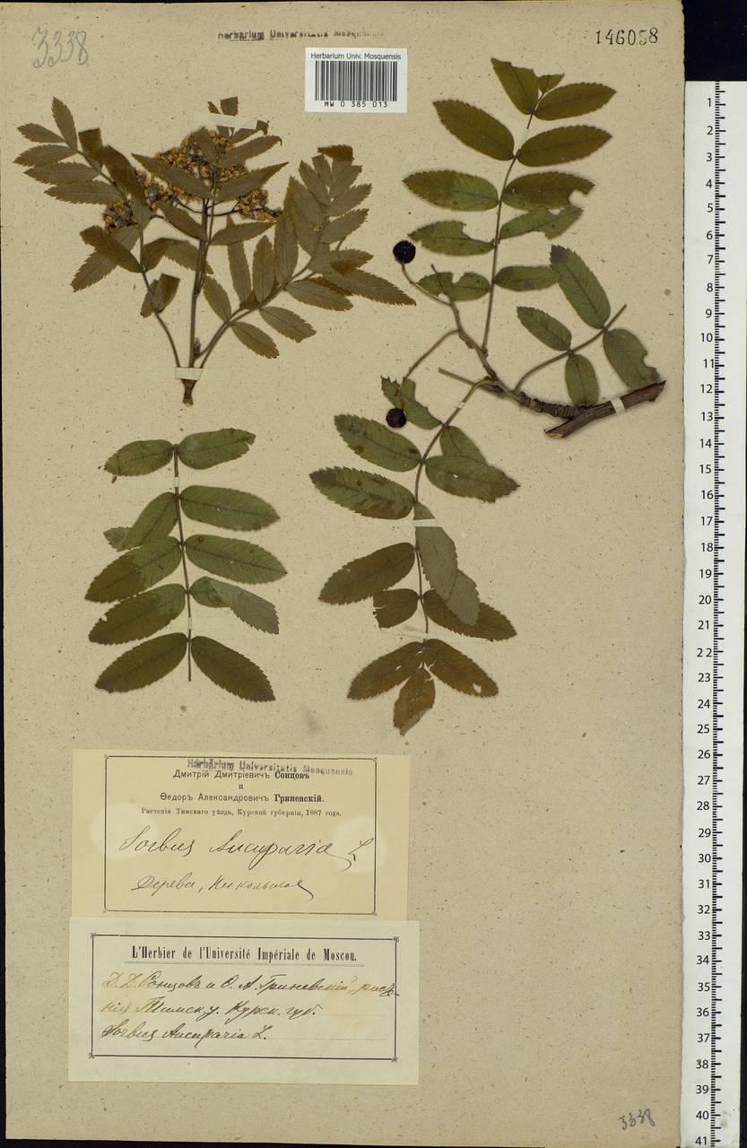 Sorbus aucuparia L., Eastern Europe, Central forest-and-steppe region (E6) (Russia)