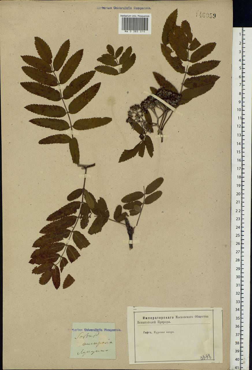 Sorbus aucuparia L., Eastern Europe, Central forest-and-steppe region (E6) (Russia)